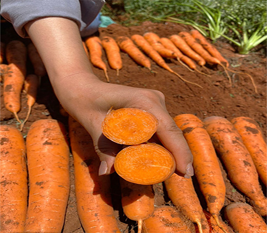 ISLA Sementes lança sua primeira cenoura híbrida de verão